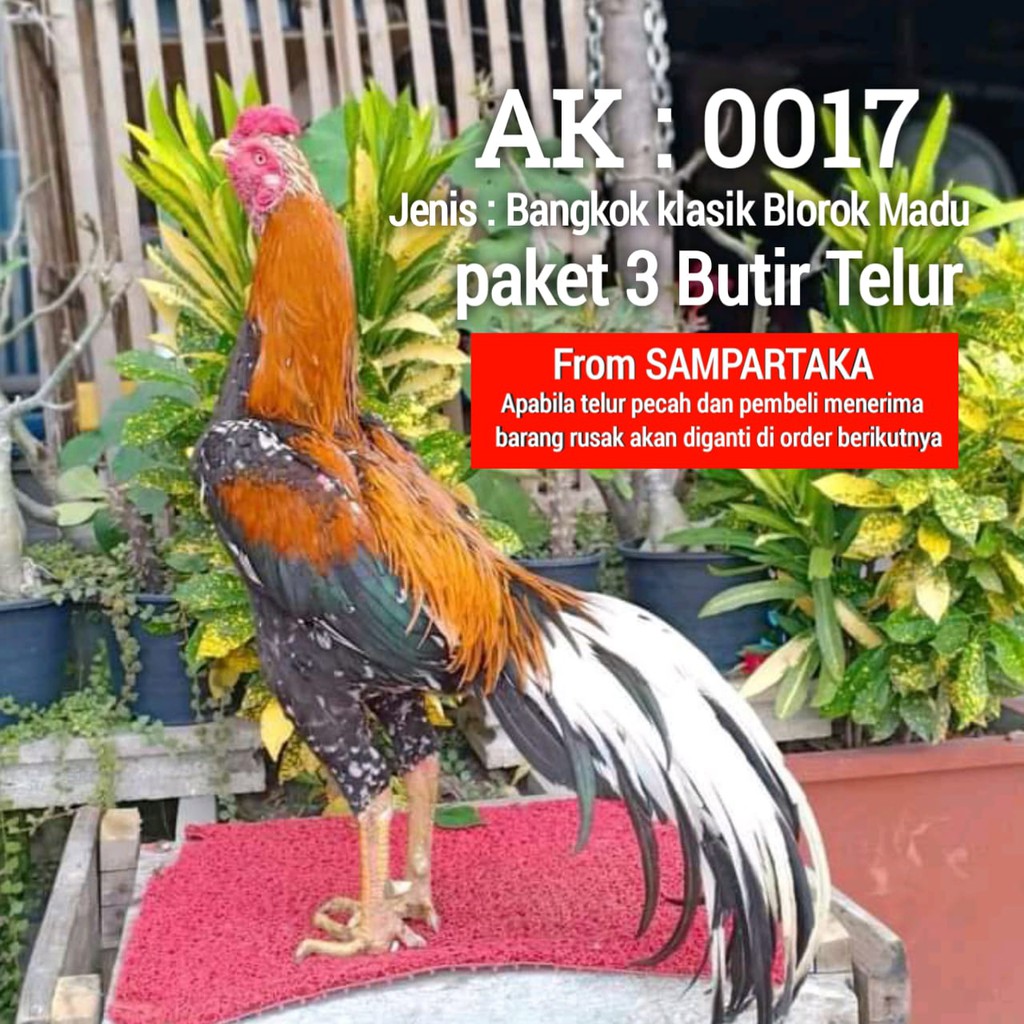 ayam bangkok thailand ekor lidi