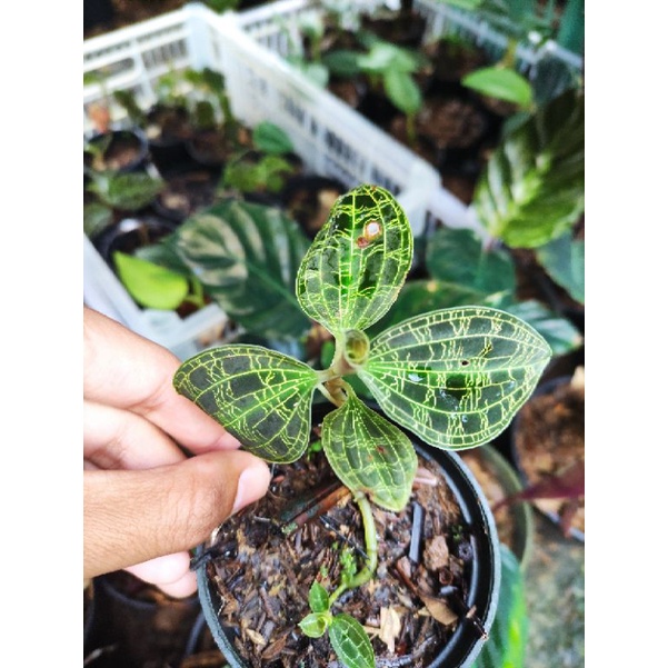 

hiasan macodes petola