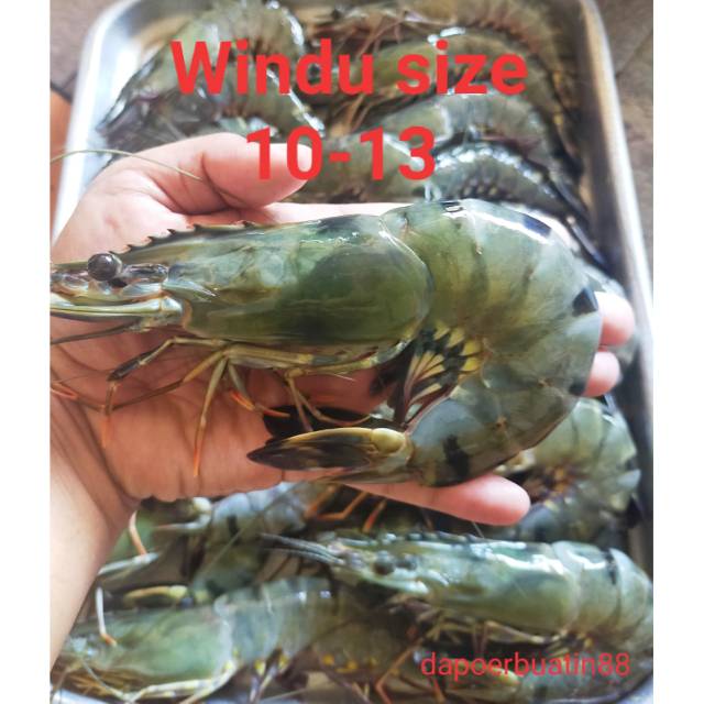 Udang windu size 10-13