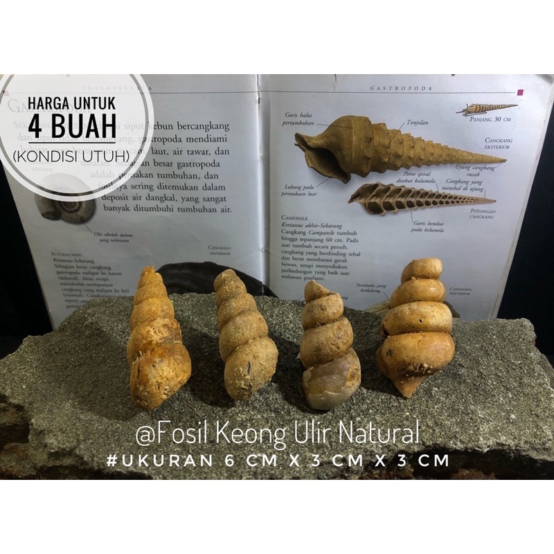 Fosil Keong Ulir Crystal B98 atau Fosil Keong Semi Kristal atau Fosil Biota Laut atau Fosil Kerang