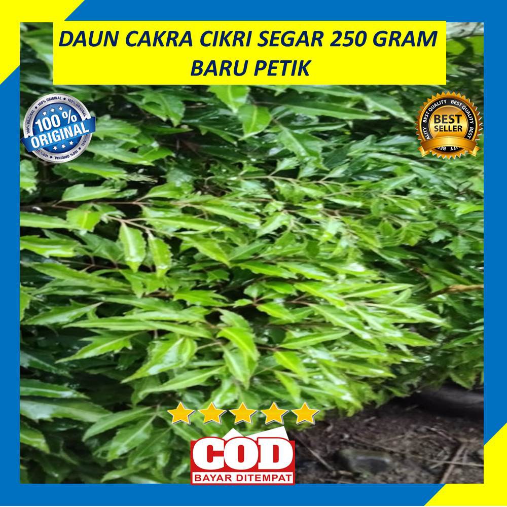 

Daun Cakra Cikri 250 Gram Segar