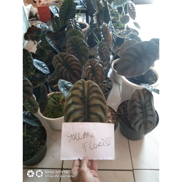 Alocasia cuprea dewasa