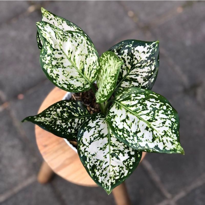 Aglonema Dud White / Tanaman Hias Aglaonema Dud White aglonema Dud White Aglaonema aglonema putih Du