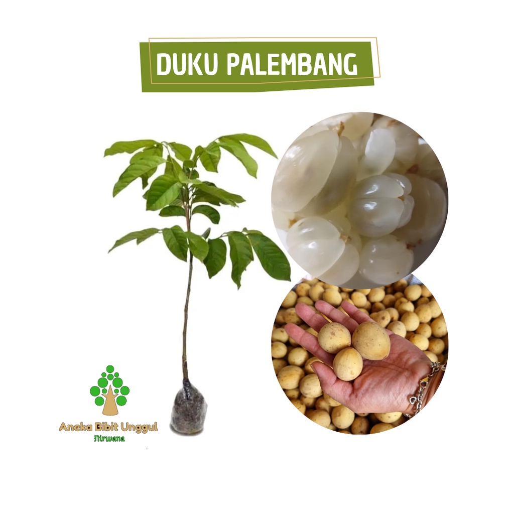 BIBIT BUAH DUKU PALEMBANG -  BIBIT DUKU PALEMBANG