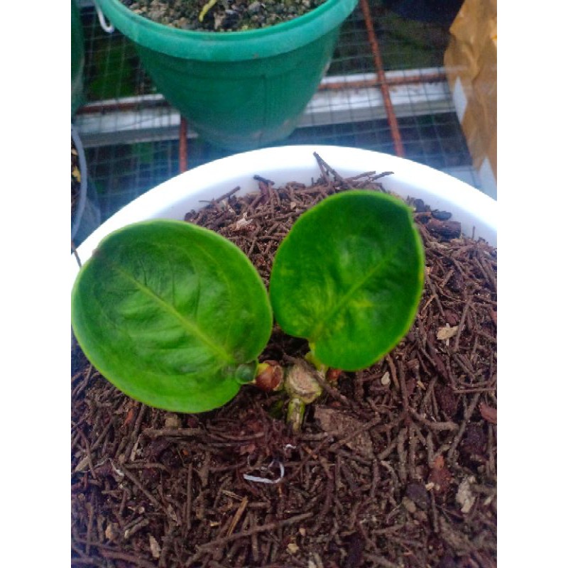 jemani mangkok grandpa