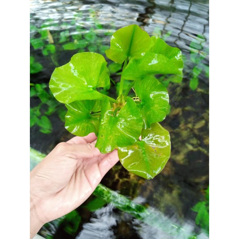 water Lily tanaman aquascape