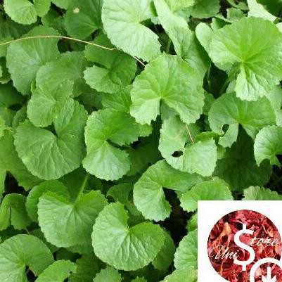 Herbal Obat Herbal Daun Pegagan Antanan Segar 1kg Obat Herbal Epilepsi Tanaman Herbal Shopee Indonesia