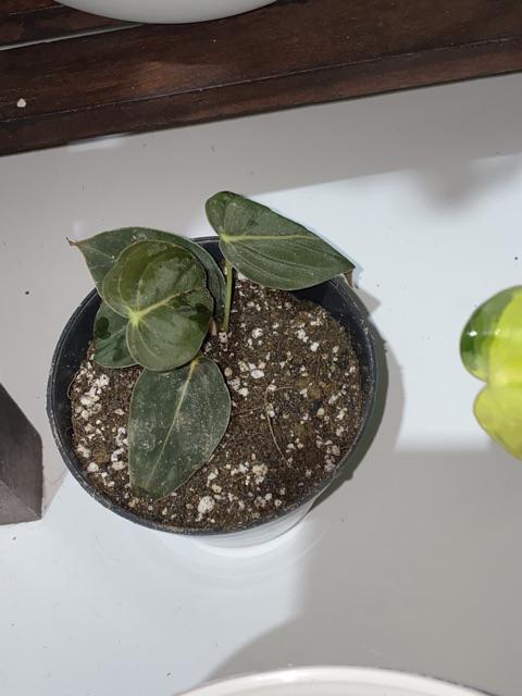 Tanaman Philodendron Melano