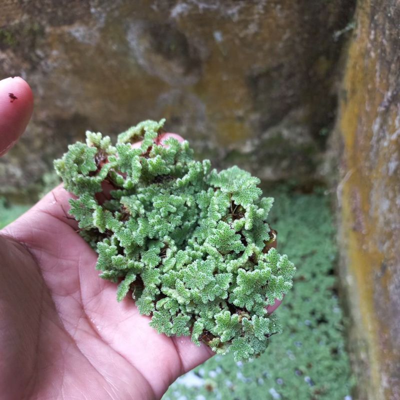 Azola kriting Menjaga kesehatan air pakan ternak