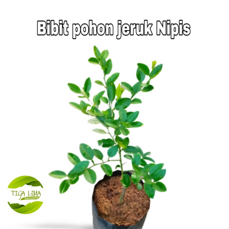 Bibit pohon jeruk Nipis/pohon jeruk/benih pohon jeruk nipis