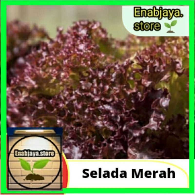 Jual Benih Selada Merah Red Lettuce Unggul Lokal Repack Shopee Indonesia