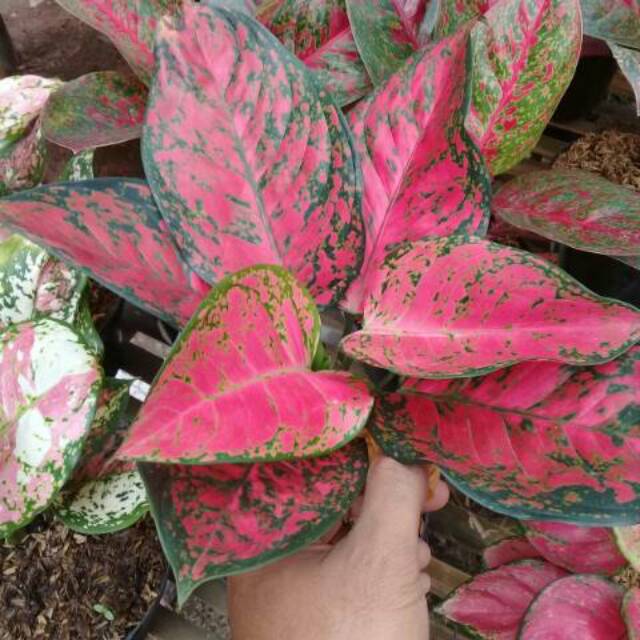 Bunga aglonema big apel