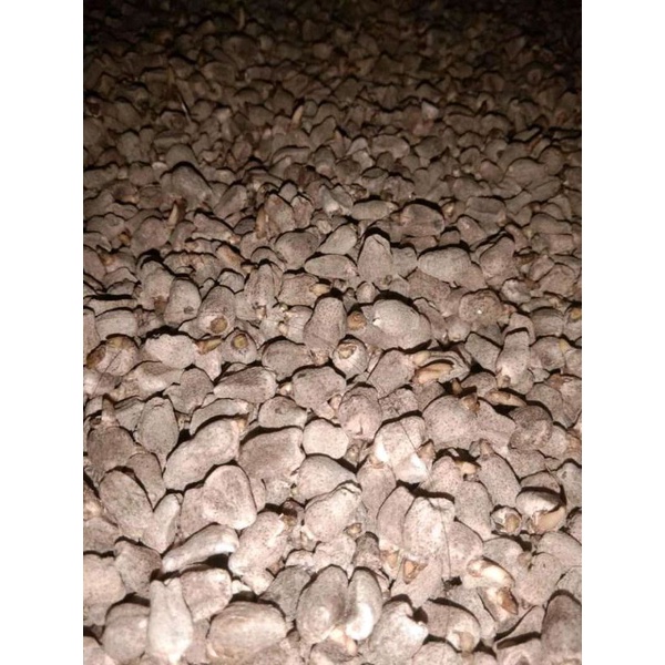 Bibit Porang (Spora)