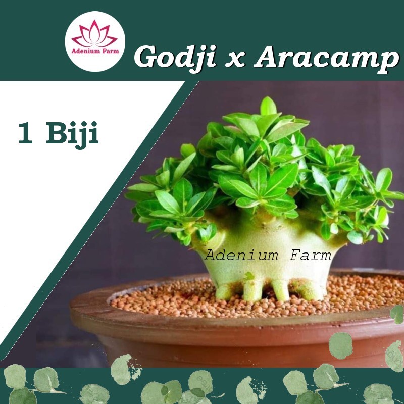 Benih Biji Bibit Adenium Arabikum Hibrid GODJI X ARACHAMP