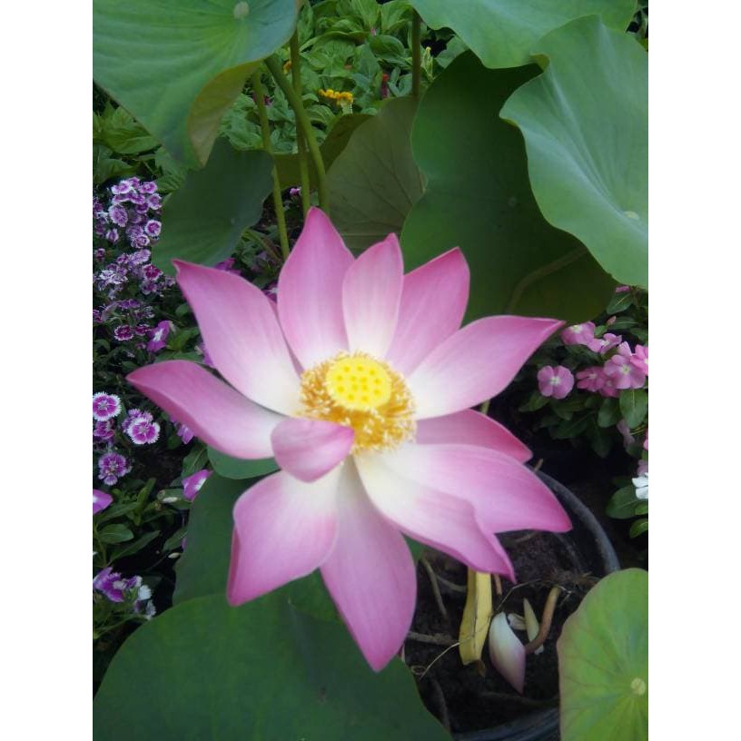 Tanaman Bunga Lotus Seroja Shopee Indonesia