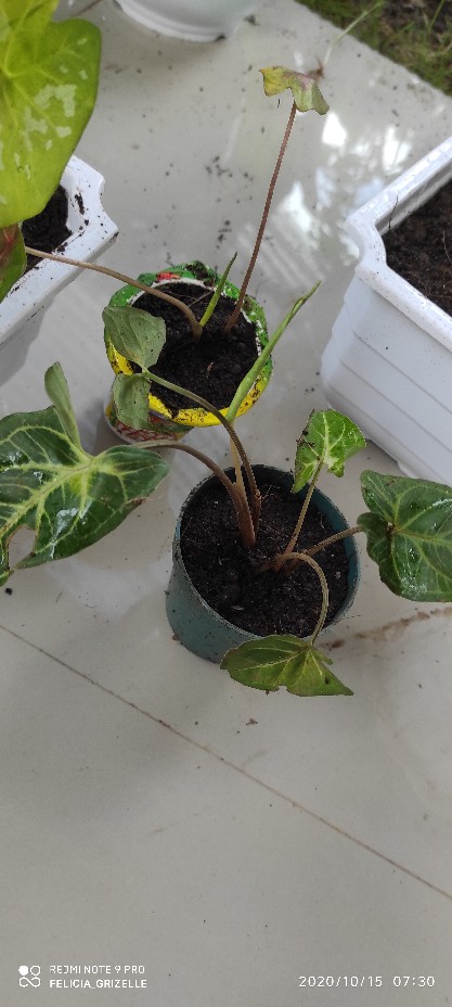 Tanaman Hias Singonim Batik Lokal Sp Tanaman Hias