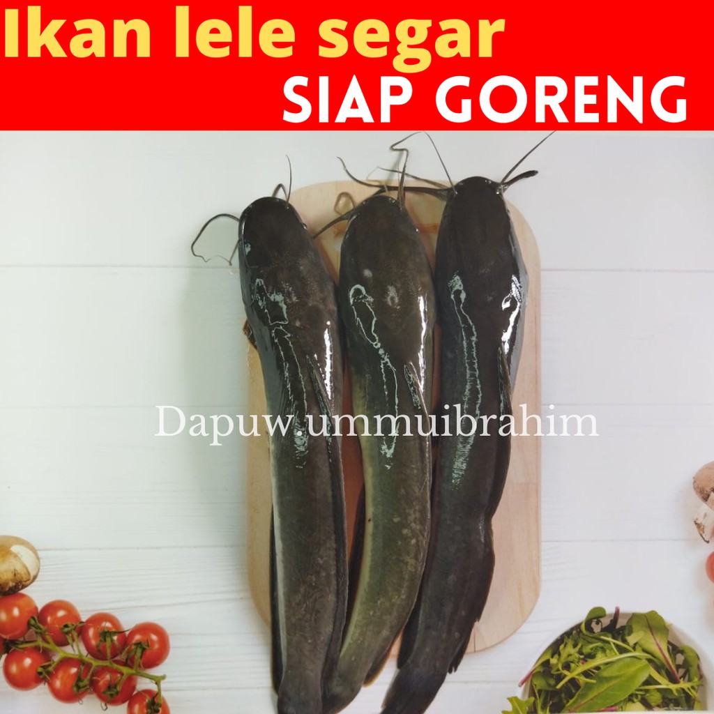 

Ikan Lele Segar Siap Goreng