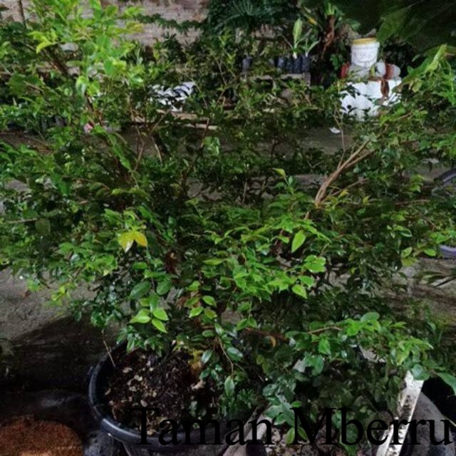 Bibit Cutting ( 1 Stek Batang) Anggur Brazil Jaboticaba Yang kami kir Bunga & Tanaman