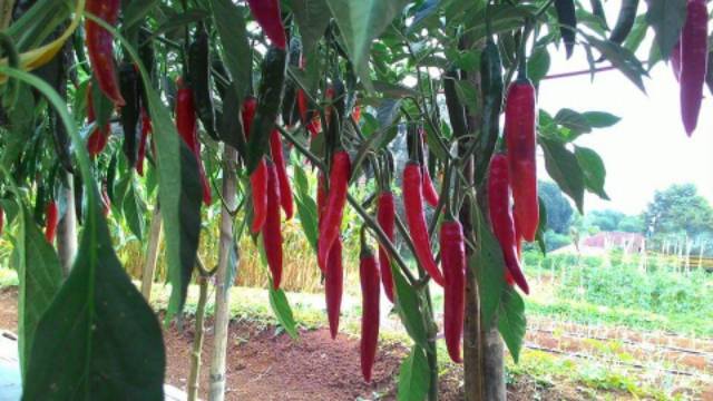 15 Biji - Benih Cabe Merah Besar PILAR F1
