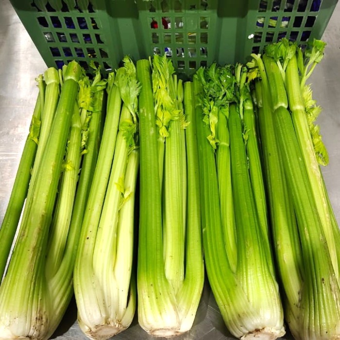 

CELERY STICK / SELEDRI BATANG IMPORT