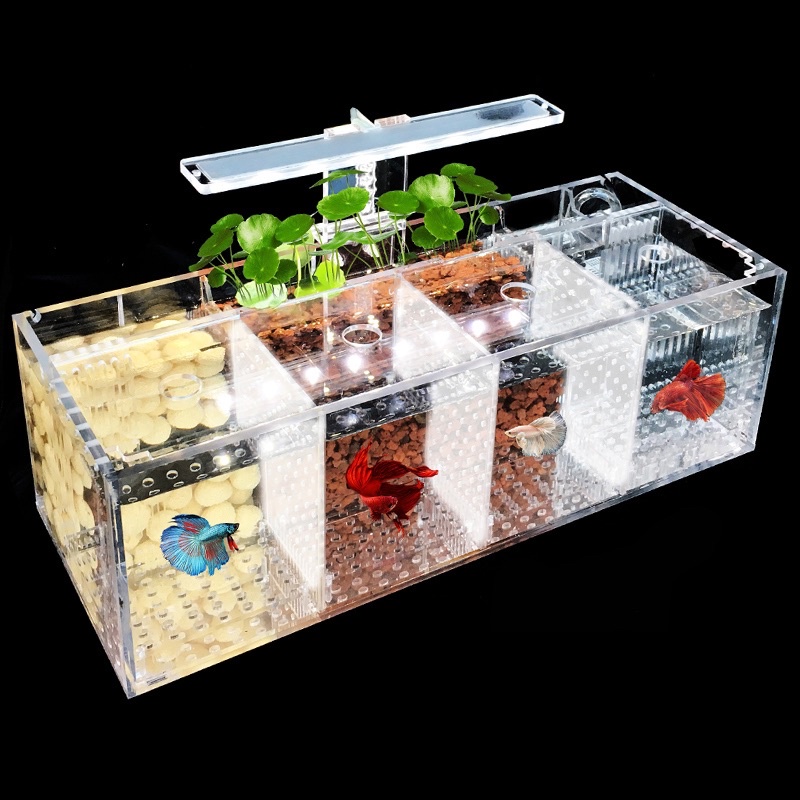 Aquarium 4 Sekat/Aquarium Ikan Hias/Cupang/Akrilik Aquarium