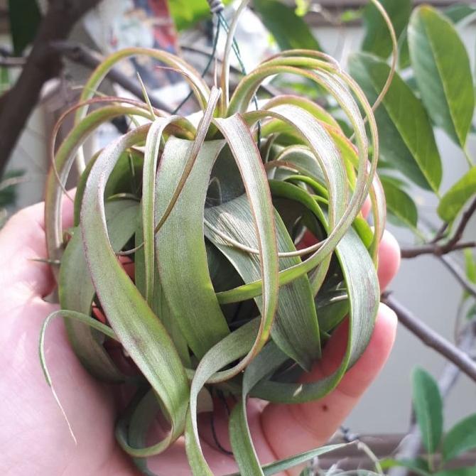 Tillandsia Eric Knobloch Kode 332