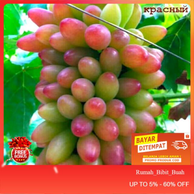 Bibit Anggur Impor Unggulan Muscat Merah Manis Cepat Berbuah Dan Cocok Disegala Cuaca. . bisa cod