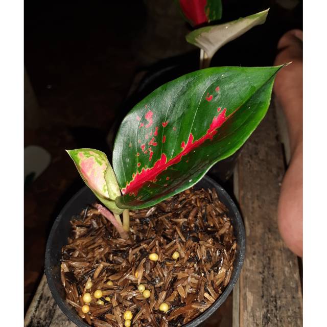 Aglaonema baby Suksom jaipong Aglonema