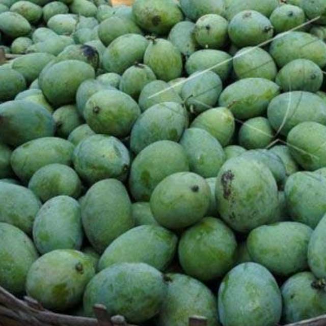 

mangga harum manis matang pohon
