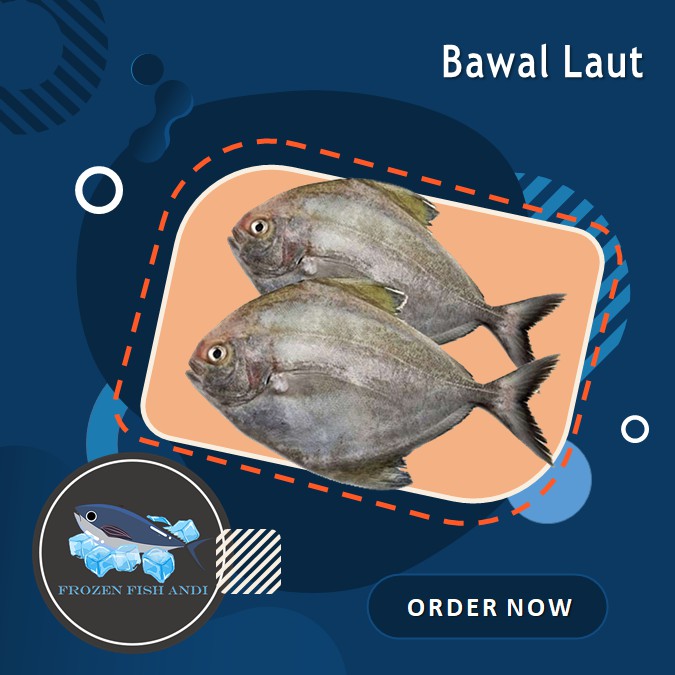 

ikan Bawal laut kursin beku segar 1 kg murah