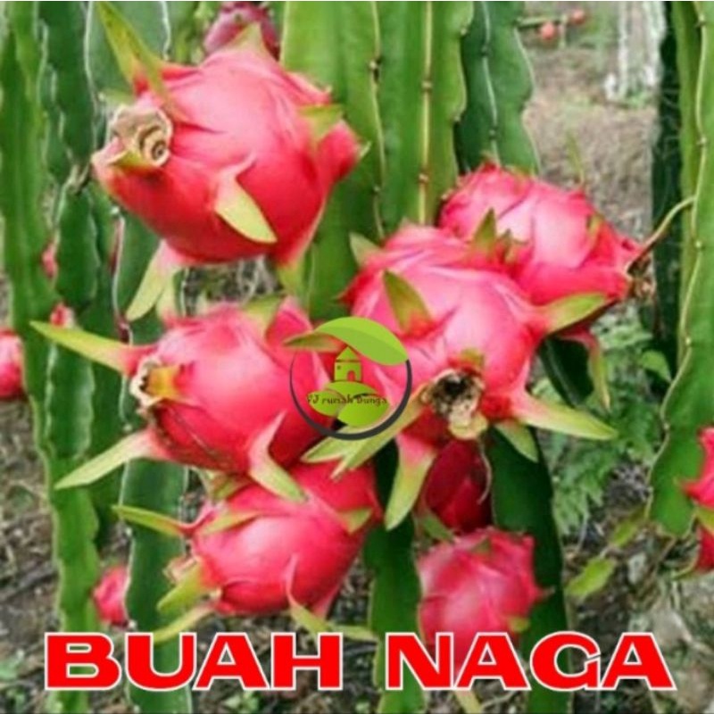 bibit benih buah naga