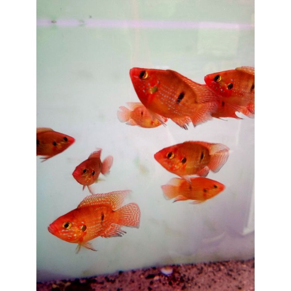 

Ikan Hias Red Jewel Short Body