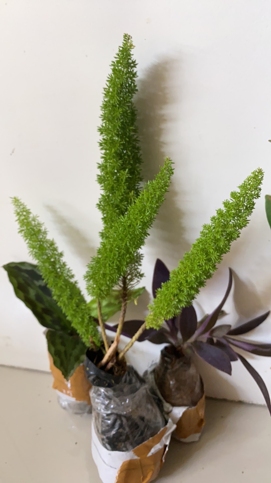 Tanaman Hias Hidup Ekor Tupai - Bibit Tanaman Ekor Tupai