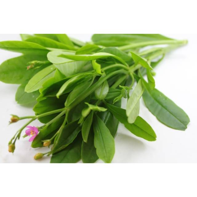 

Daun Gingseng Organik Per 250gr