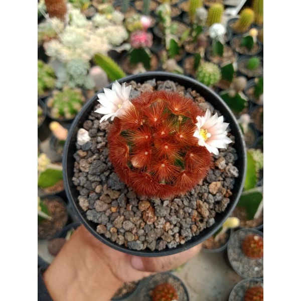 Kaktus - Mammillaria Carmenae