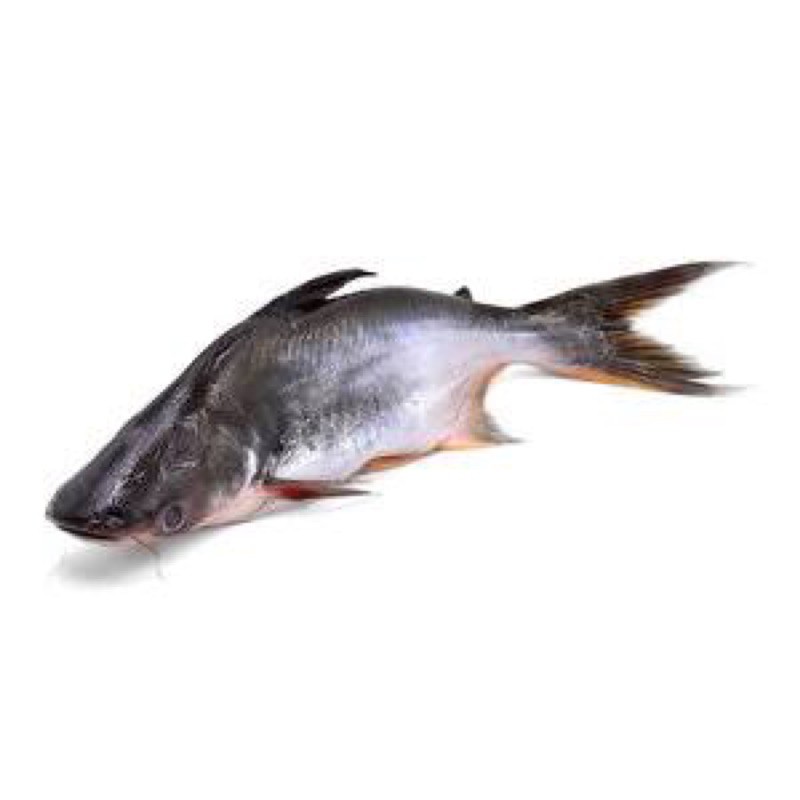 

PATIN SEGAR 500gr