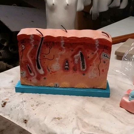 

Penampang model Kulit alat peraga pendidikan