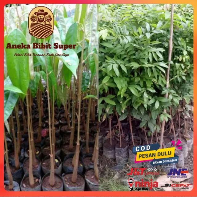 Paket bibit durian dan kelengkeng seedling