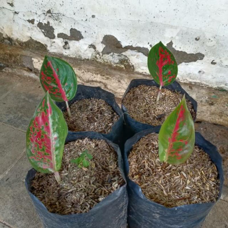 anakan aglonema Wulandari