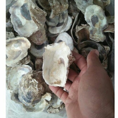 Kulit Kerang | Oyster cell | Cangkang Kerang | Media Filter Air
