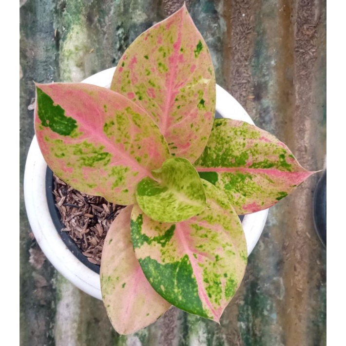 aglonema emerald dan baby tricolor