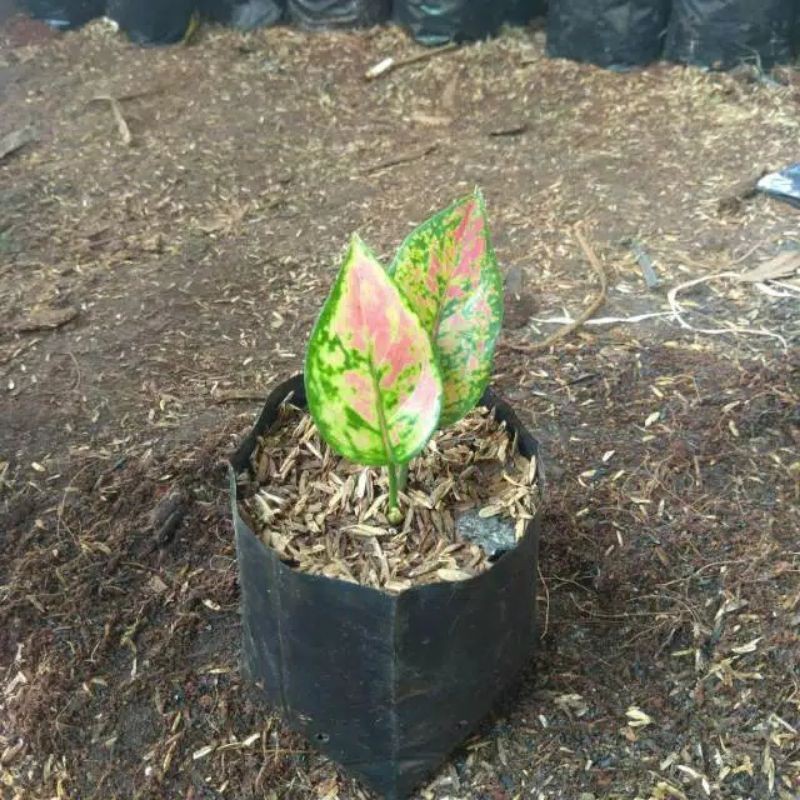 aglonema hengheng anakan