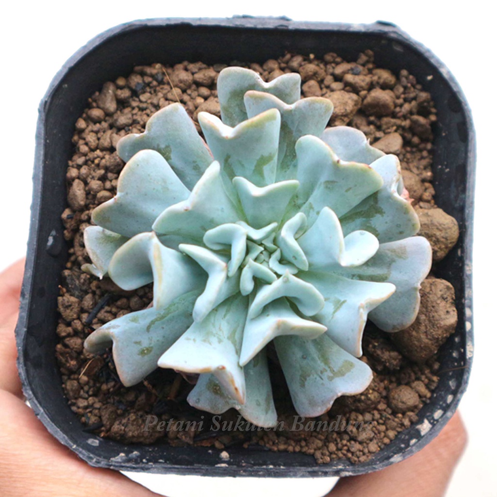 KAKTUS JUMBO sukulen sekulen tanaman hias hidup