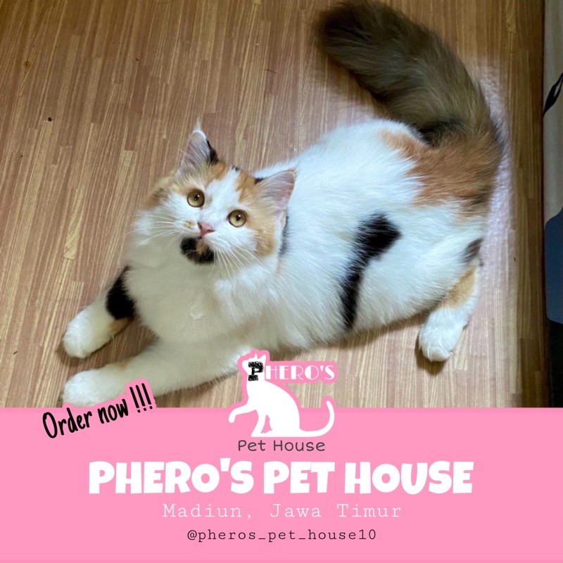 Kucing Persia Calico #pherospethouse #pheros_pet_house10 PHEROS PET HOUSE