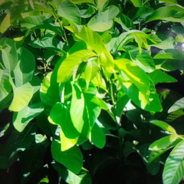 Srikaya jumbo