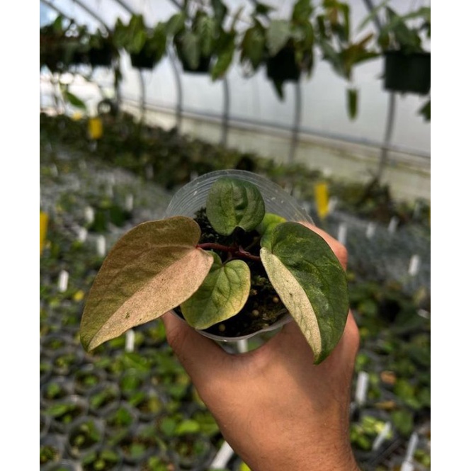Anthurium Ace of spades X papilaminum VAR kualitas Original