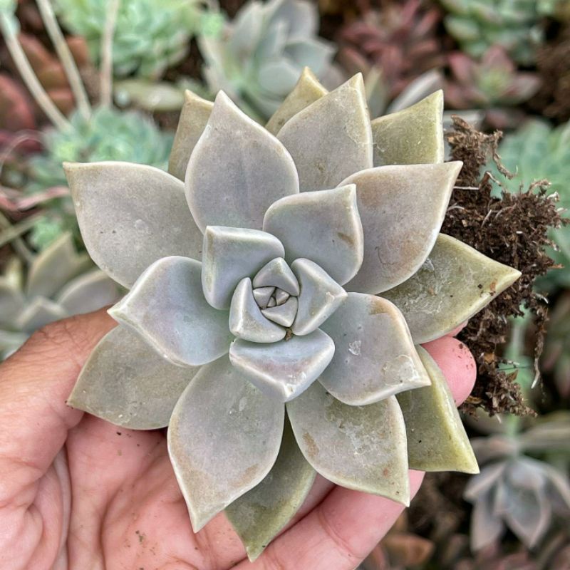 Sukulen Graptopetalum Paraguayense / Ghost Plant