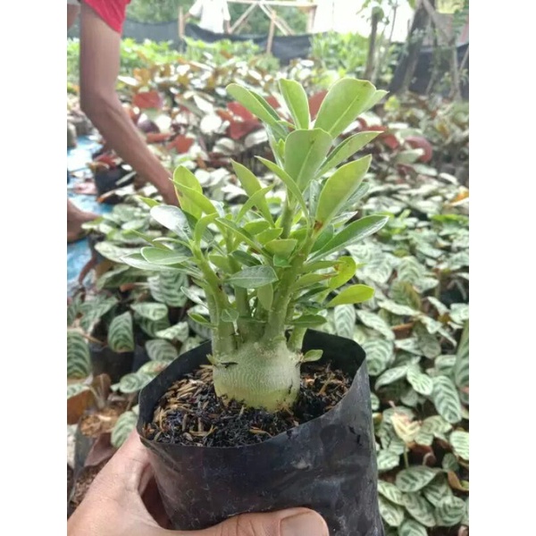 Jual Promo Beli Gratis Adenium Bonggol Besar Batang Rimbun Kamboja Jepang Tanaman Bibit