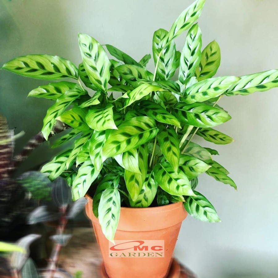 Calathea Leopardina Meranti Bambu Kalathea Kalatea Doa Meranti Daun Bambu Tanaman Hias CLT-L-2030