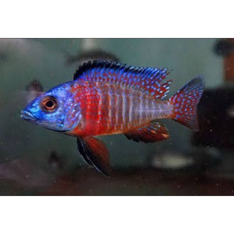 cichlid aulonocara red flush